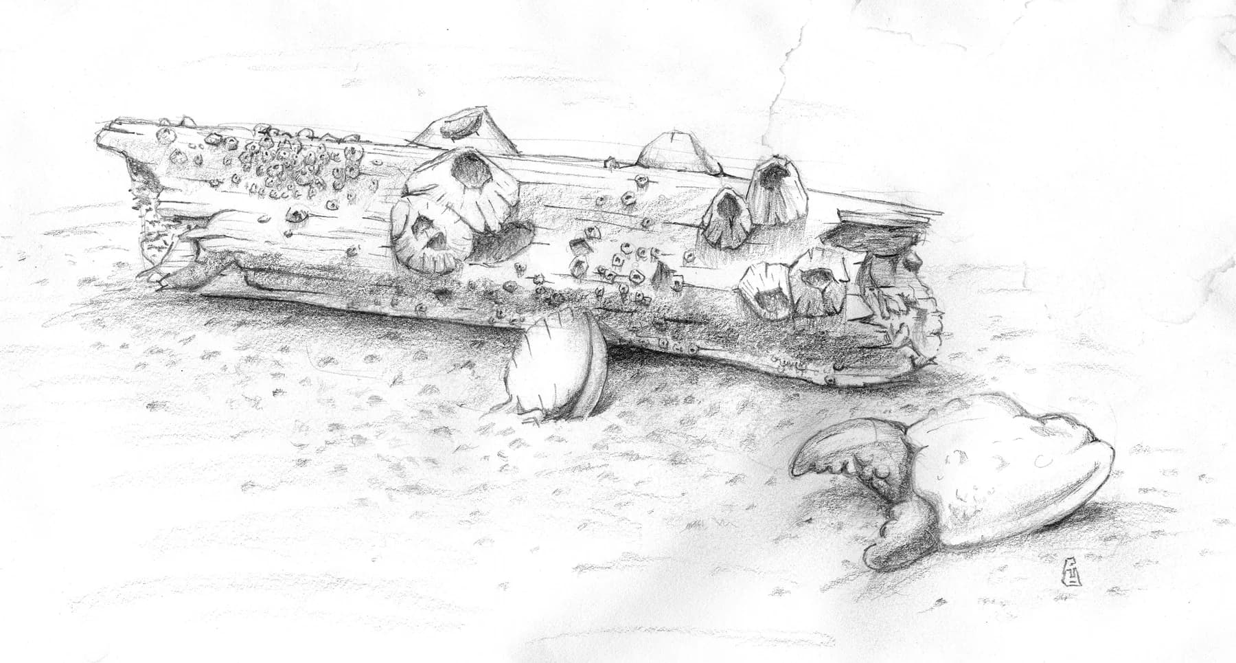 Graphite study of a barnacle-covered driftwood log lying on rippled sand, with a crab claw and shell beside it.