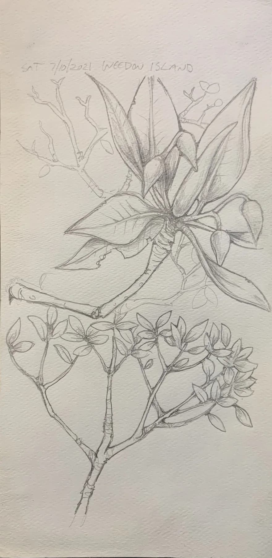Annotated pencil field study of a flowering branch, blossoms and leaves drawn in detail.