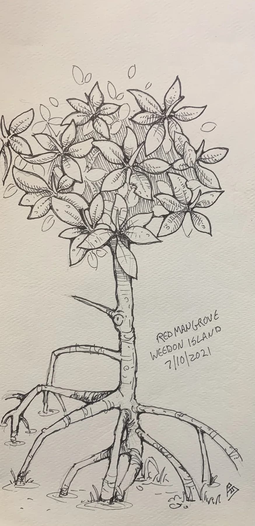 Pencil field study of a young red mangrove on stilt roots, annotated and dated 2021.