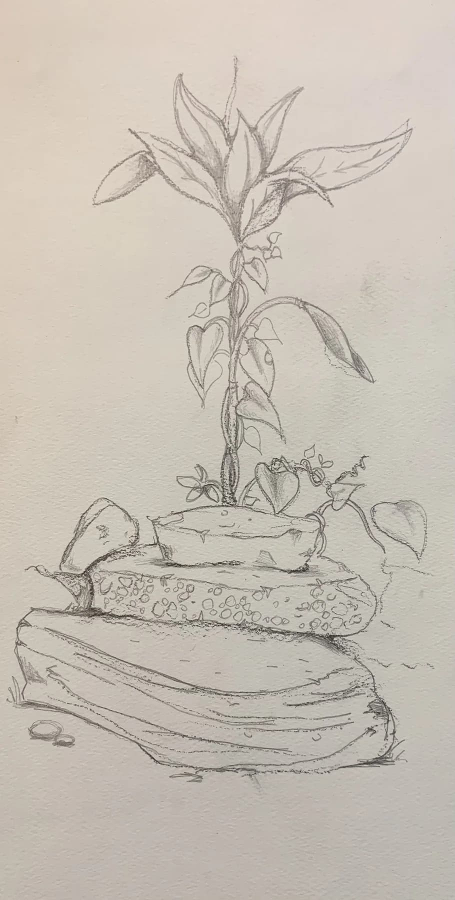 Pencil study of a leafy seedling rooted in a crack between stacked shore rocks.